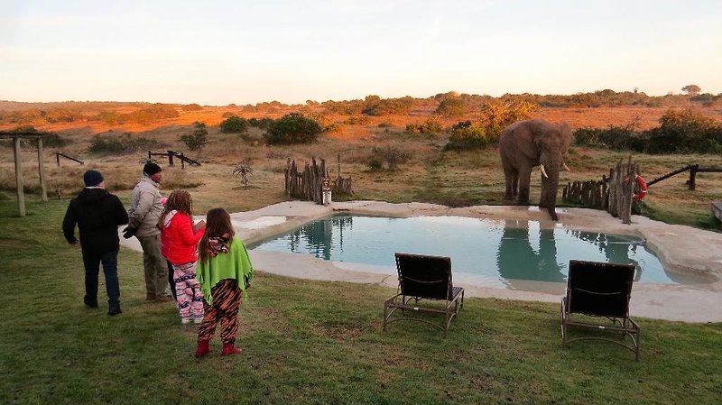 Amakhala Game Reserve - Hlosi Game Lodge 2