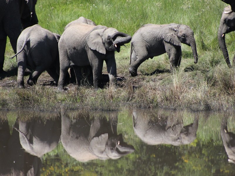 Amakhala Game Reserve - Hlosi Game Lodge 2