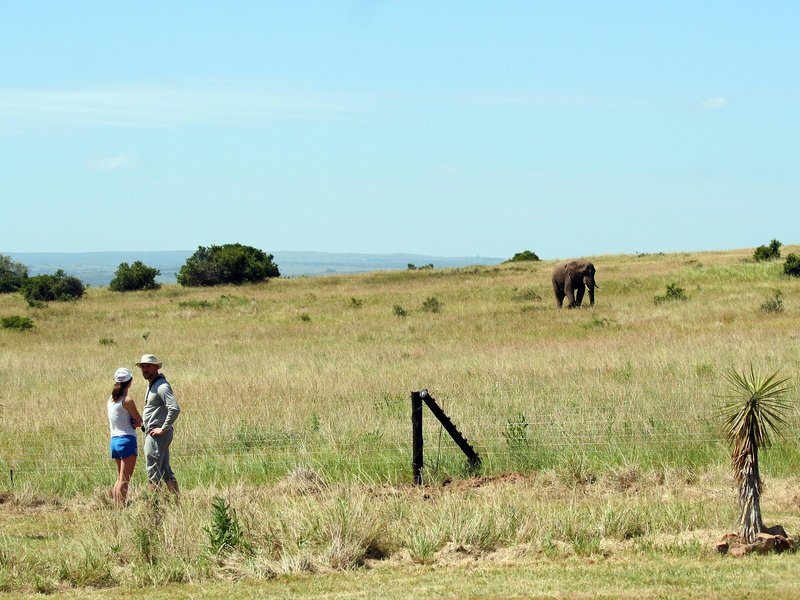 Amakhala Game Reserve - Hlosi Game Lodge 3
