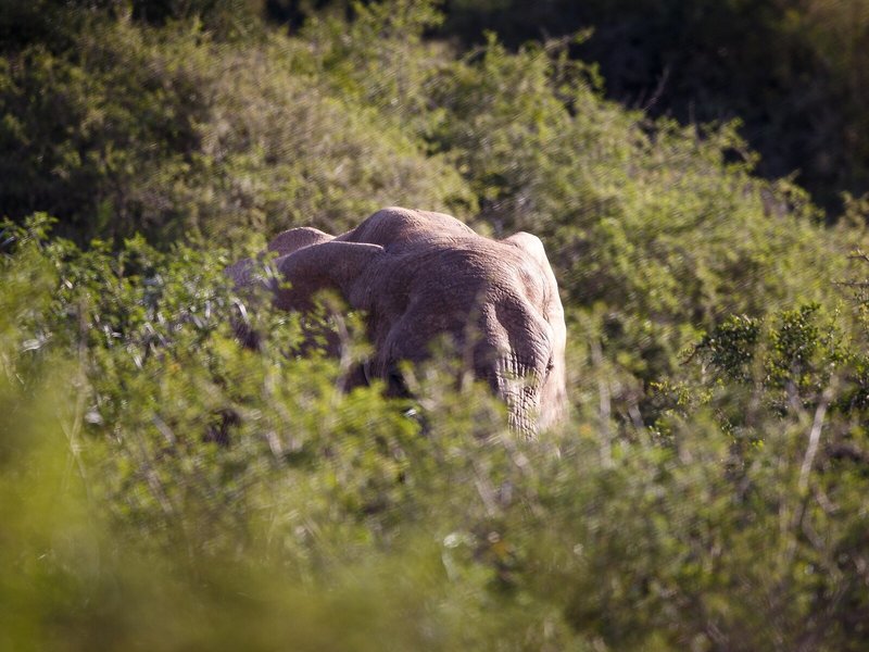 Amakhala Game Reserve - Hlosi Game Lodge 4