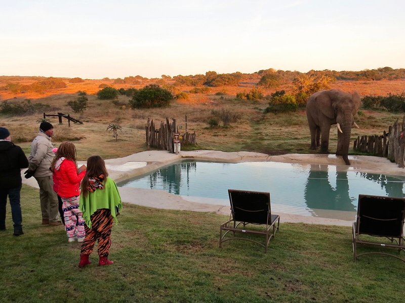 Amakhala Game Reserve - Hlosi Game Lodge 6