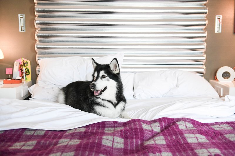W Bellevue 4 - Pets