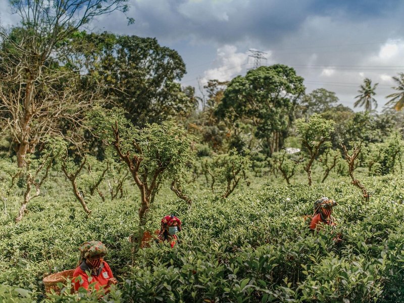 Weligama Bay Marriott Resort & Spa 7