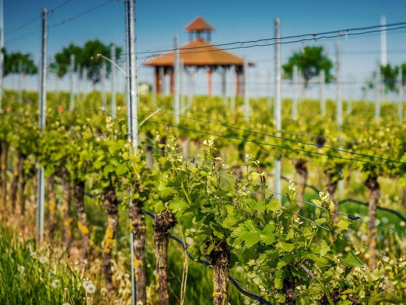 Best Western Plus Palatin Kongresshotel 7