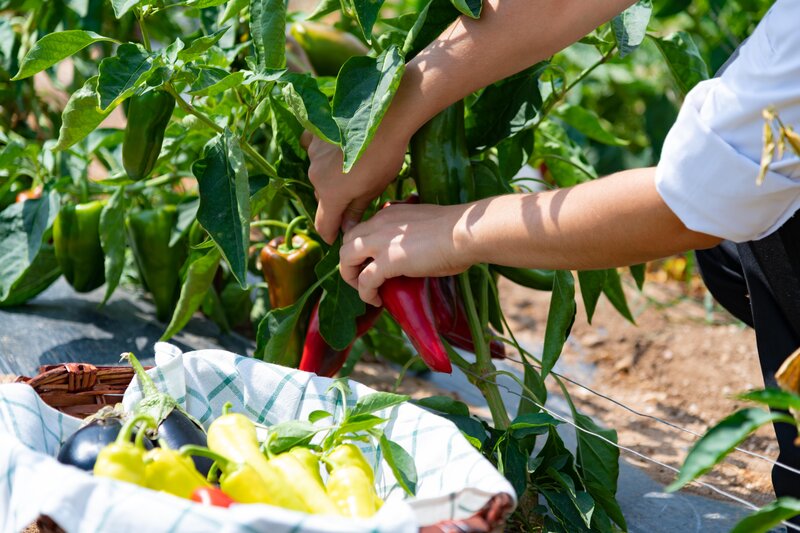 Potidea Palace Hotel 111