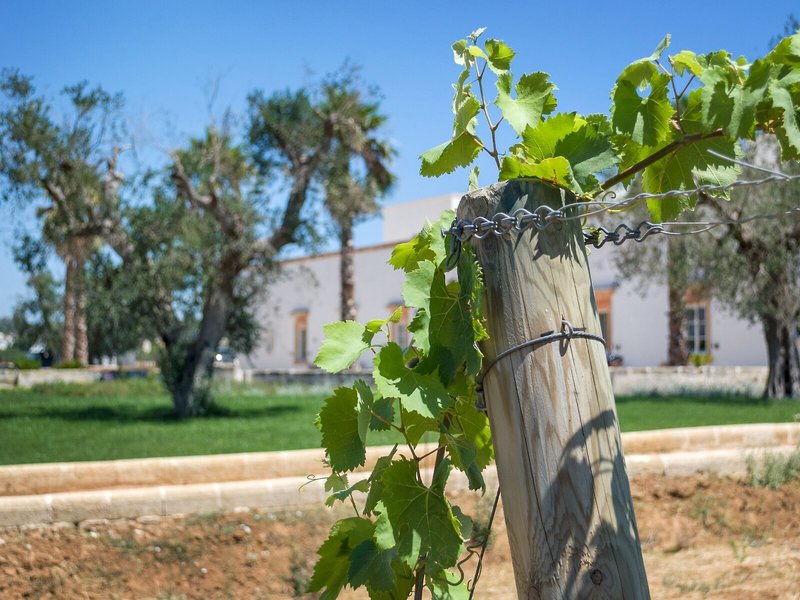 Tenuta Mose Charming House Relais 8
