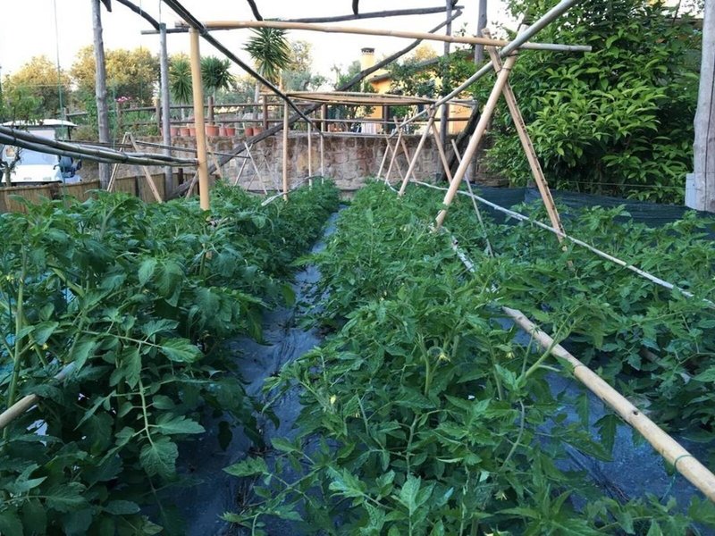 Casale Antonietta 6 - Landscape