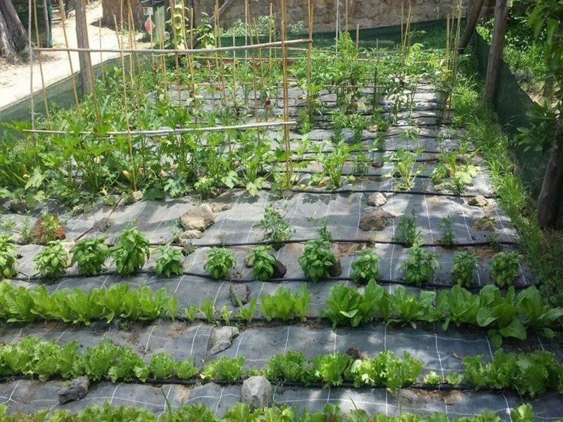 Casale Antonietta 8 - Landscape