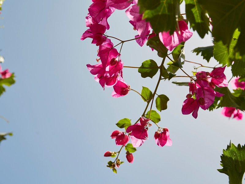 Naoussa Accommodation by Armelina 4