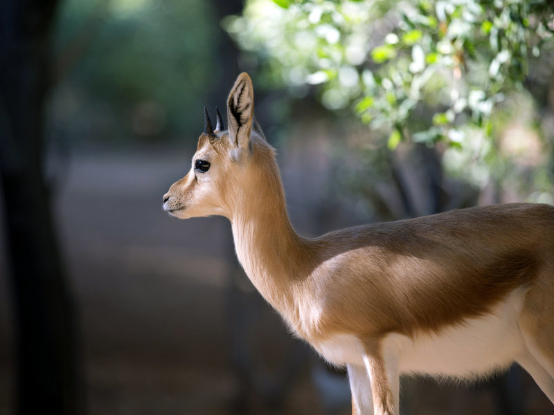 Al Maha, A Luxury Collection Desert Resort & Spa 6