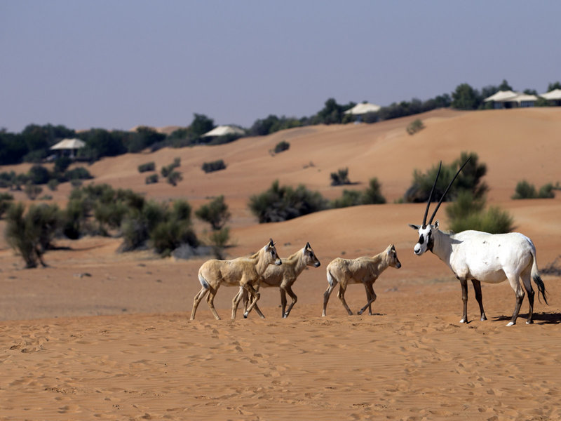 Al Maha, A Luxury Collection Desert Resort & Spa 7