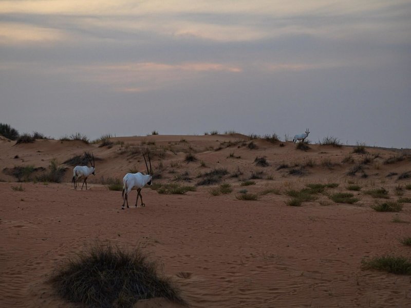 Al Maha, A Luxury Collection Desert Resort & Spa 10