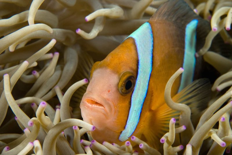 Alam Anda Ocean Front Resort & Spa 40