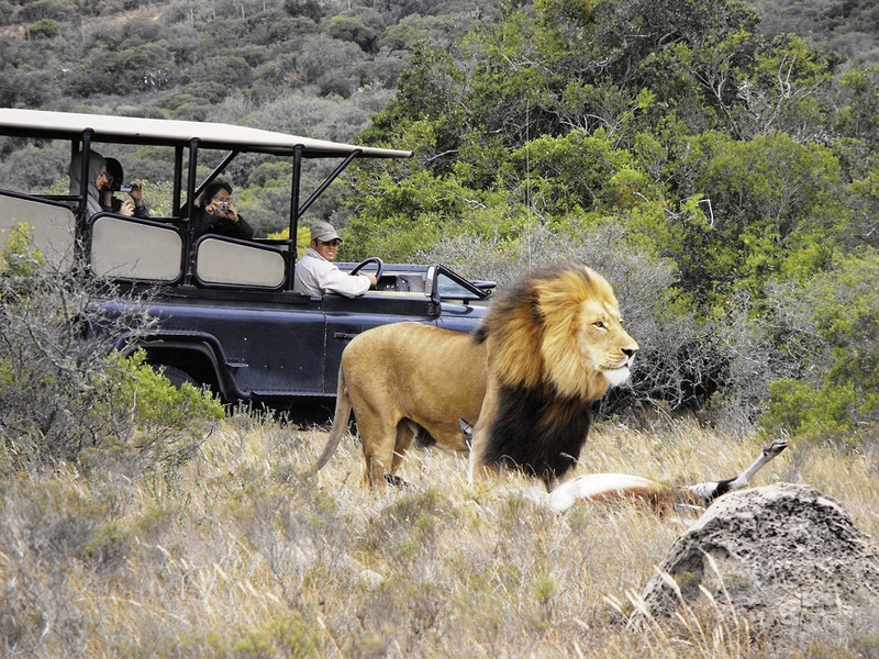 Amakhala Game Reserve 6