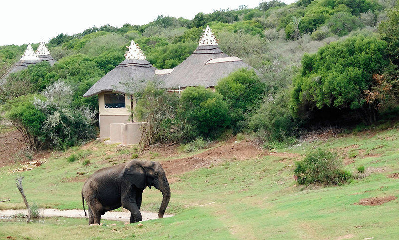 Amakhala Game Reserve 23