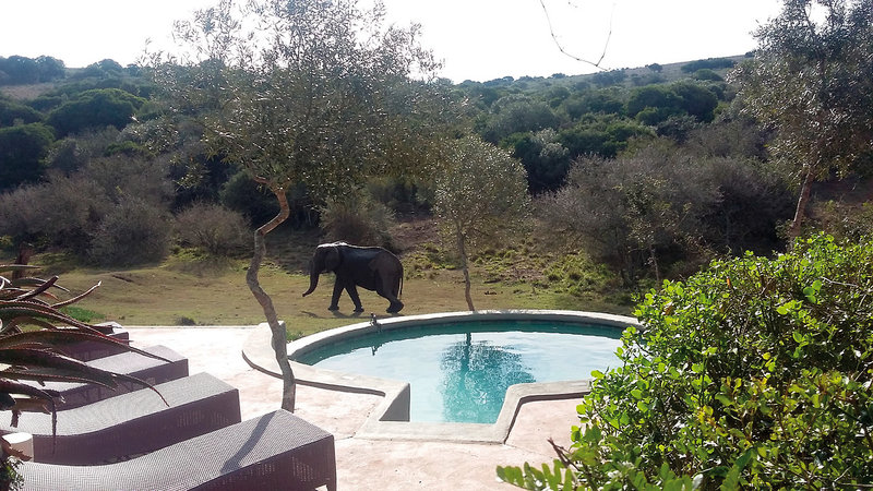 Amakhala Game Reserve