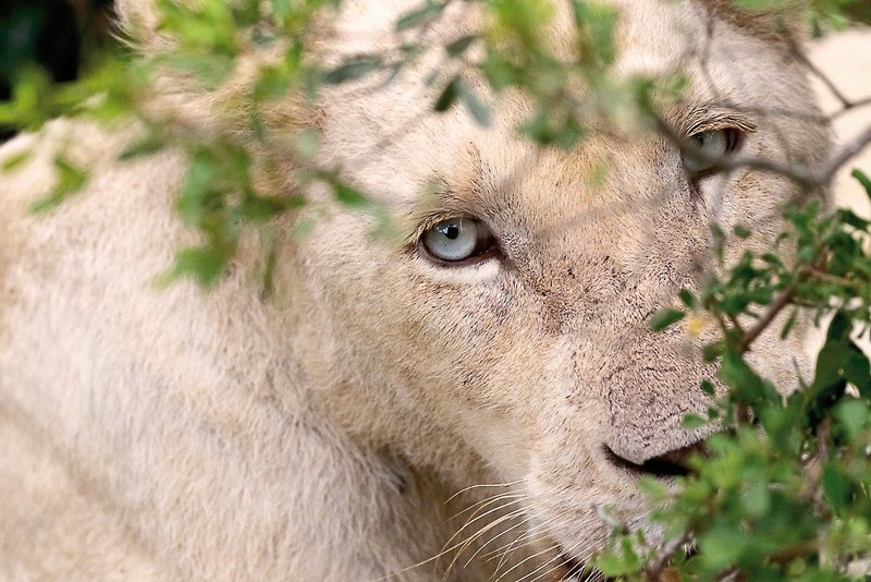 Pumba Private Game Reserve 28