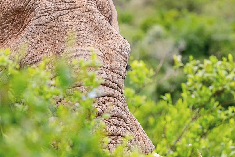 Pumba Private Game Reserve 29