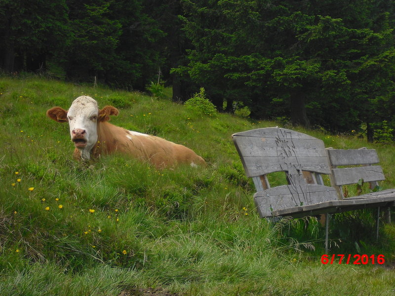 Ferienanlage Kleinarl - Hanneshof, Montana, Angererwirt 6