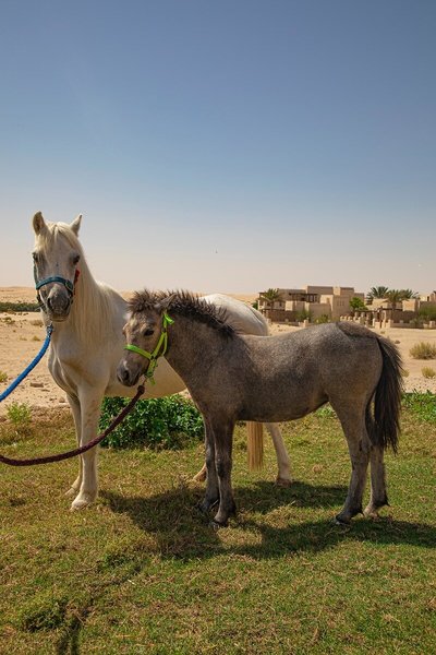 Jumeirah Al Wathba Desert Resort & Spa 27