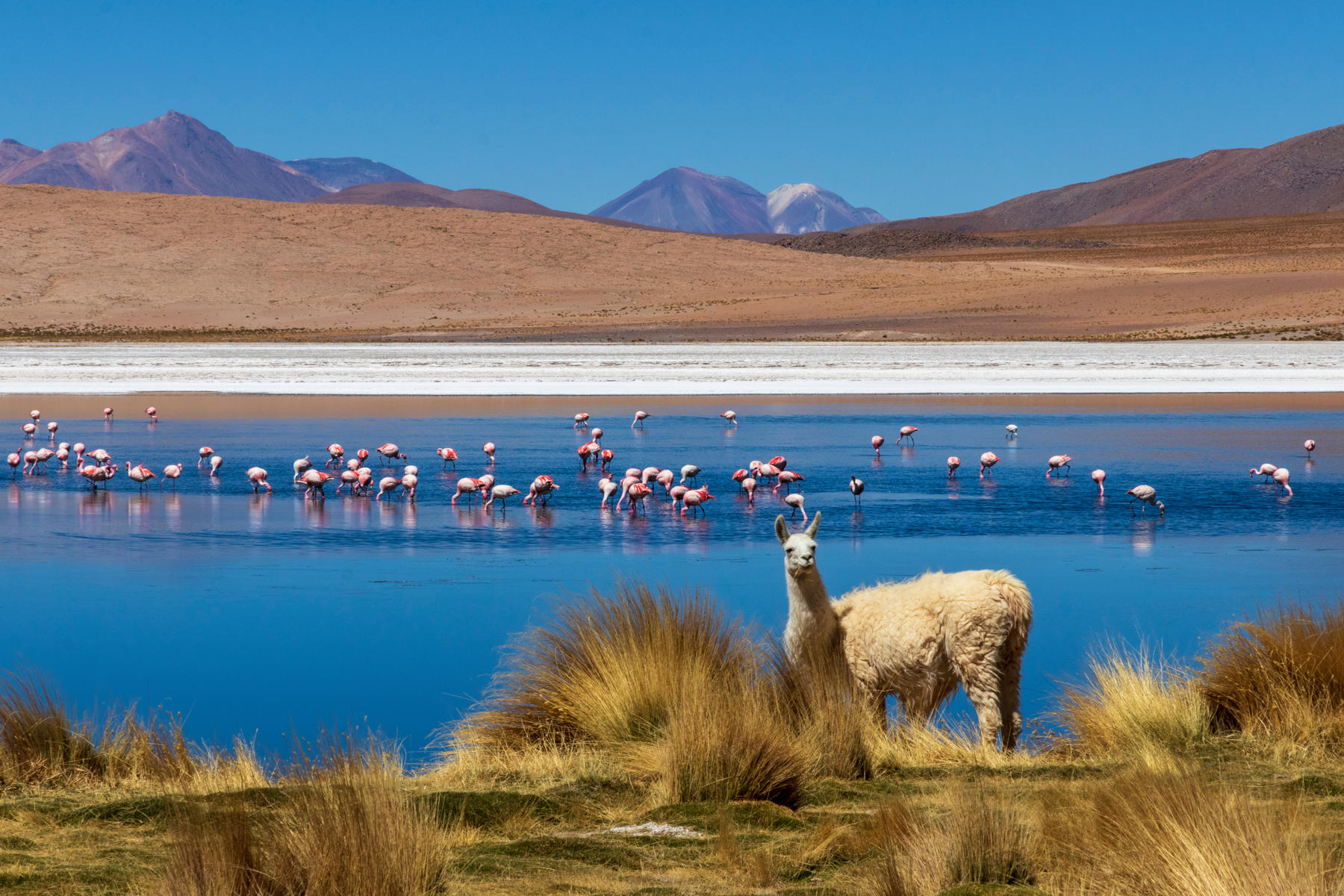 Peru, Bolívia, Čile - Inkovia, Andy a púšť Atacama
