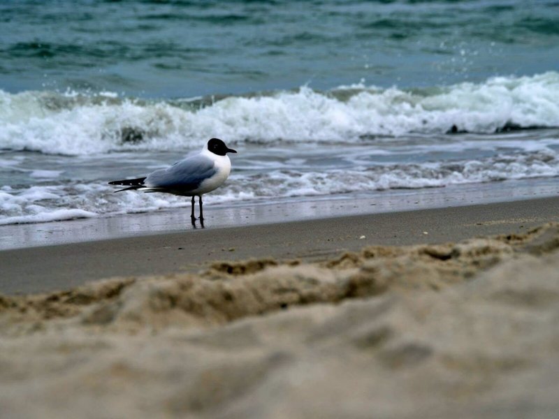 Arkona Strandhotel Binz 10