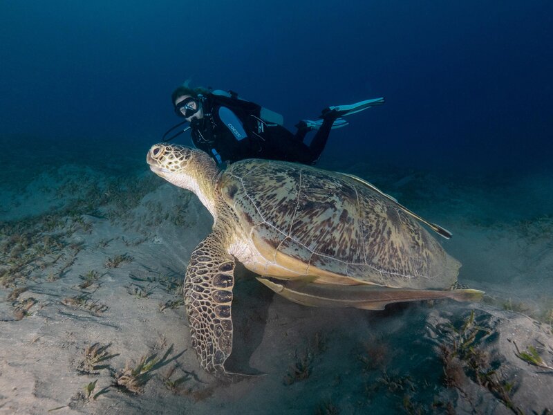 Malikia Resort Abu Dabbab 66