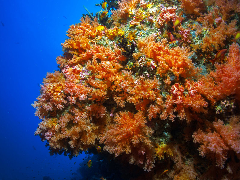 Dhiguveli Maldives 40