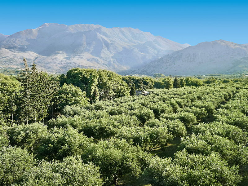 Vardis Olive Garden 10