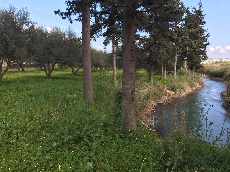 Vardis Olive Garden 32