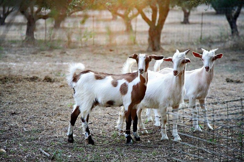 Vardis Olive Garden 34