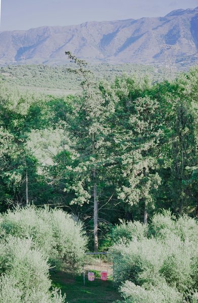 Vardis Olive Garden 37