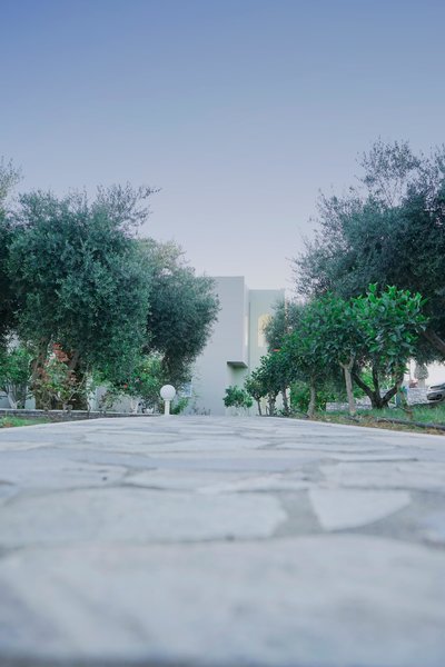 Vardis Olive Garden 50