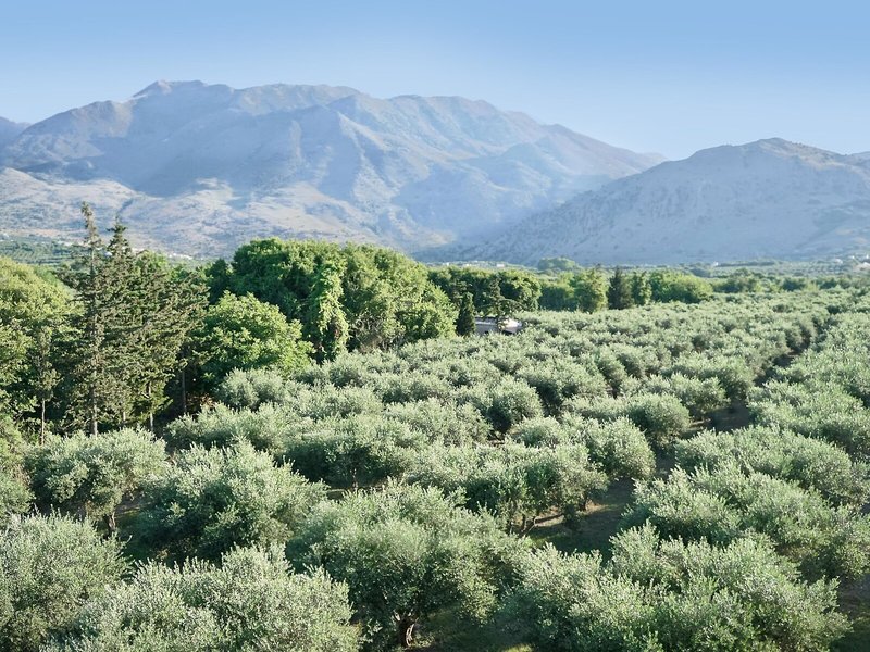 Vardis Olive Garden 7