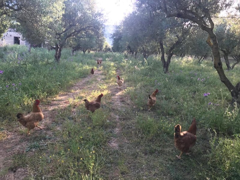 Vardis Olive Garden 8