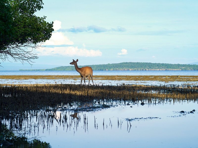 Menjangan Ecolodge 4