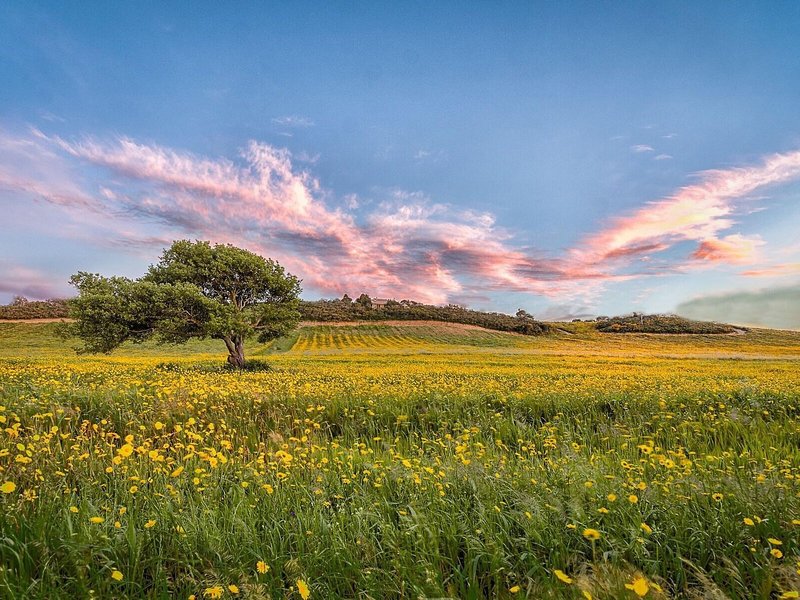 Tenuta Petra Bianca 2