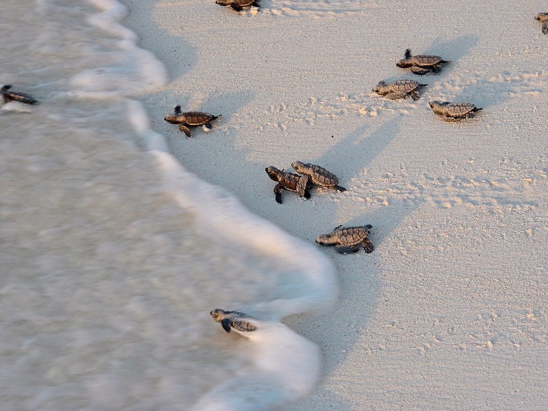 Bird Island, Seychelles 17