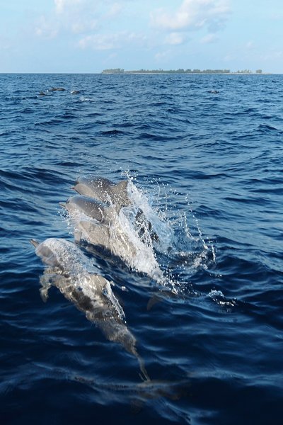 Bird Island, Seychelles 18