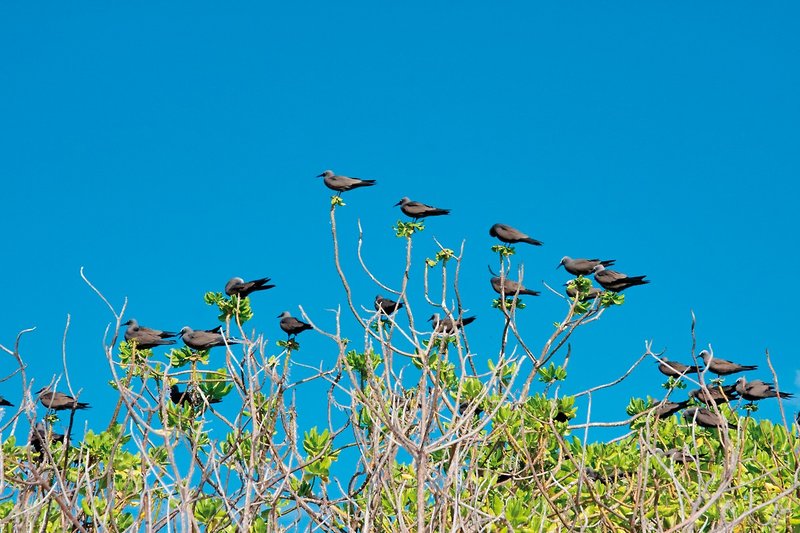 Bird Island, Seychelles 21