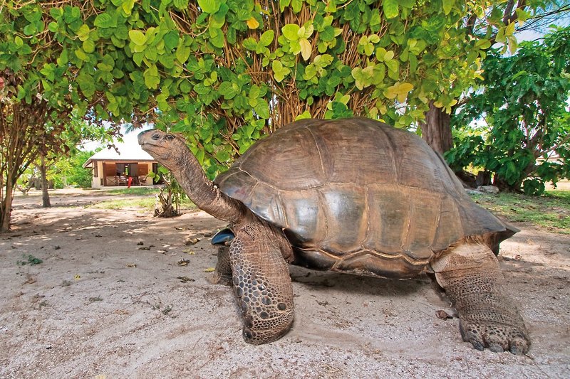 Bird Island, Seychelles 22