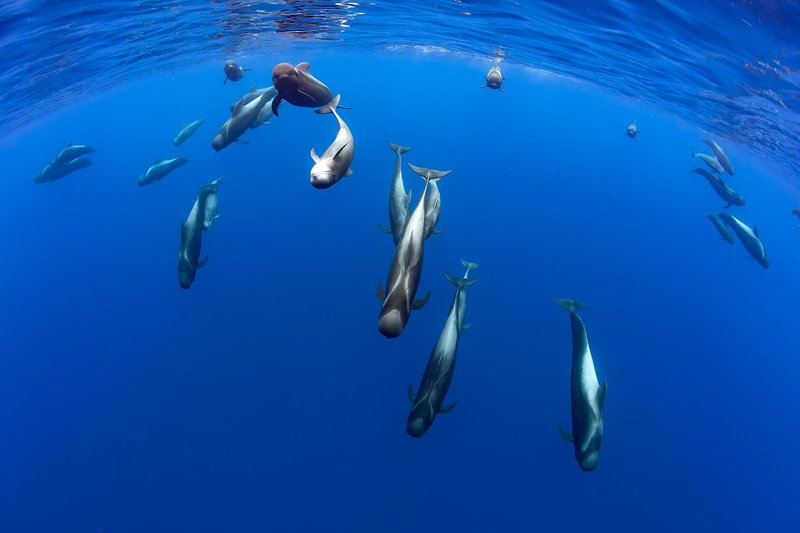 Landmar Costa Los Gigantes 69