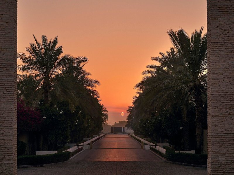Melia Desert Palm  7