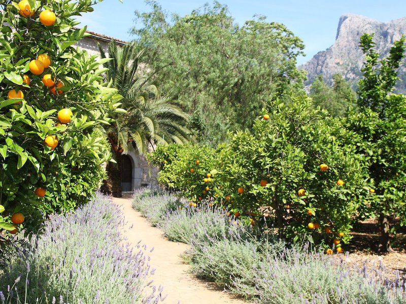 Finca Ca´s Curial 10