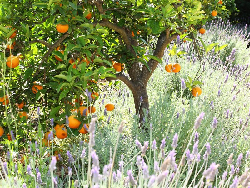 Finca Ca´s Curial 13