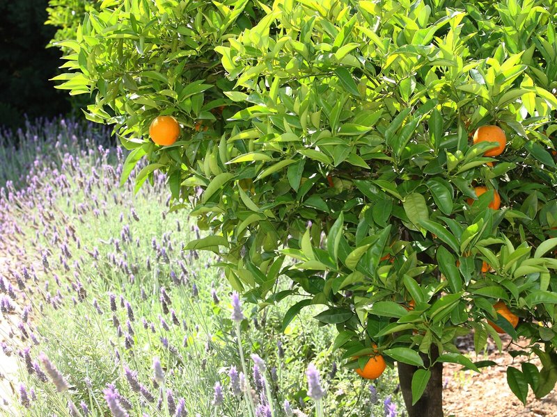 Finca Ca´s Curial 15