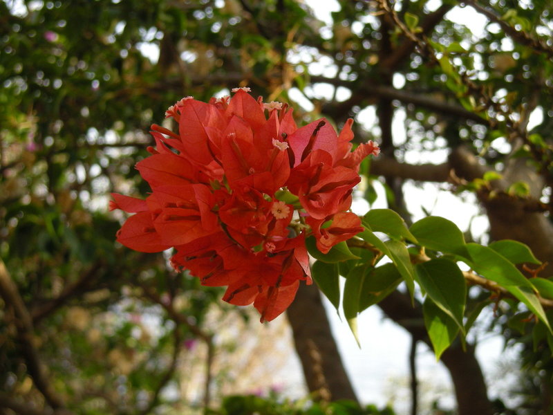 Horizon Beach Hotel 23