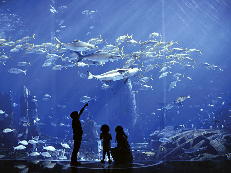 Atlantis - The Palm 40 - Sports and leisure