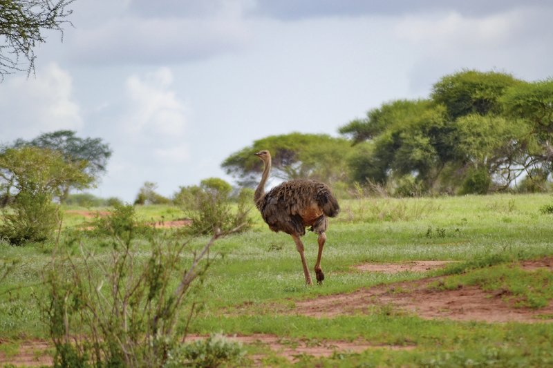 Tsavo Abenteuer 2