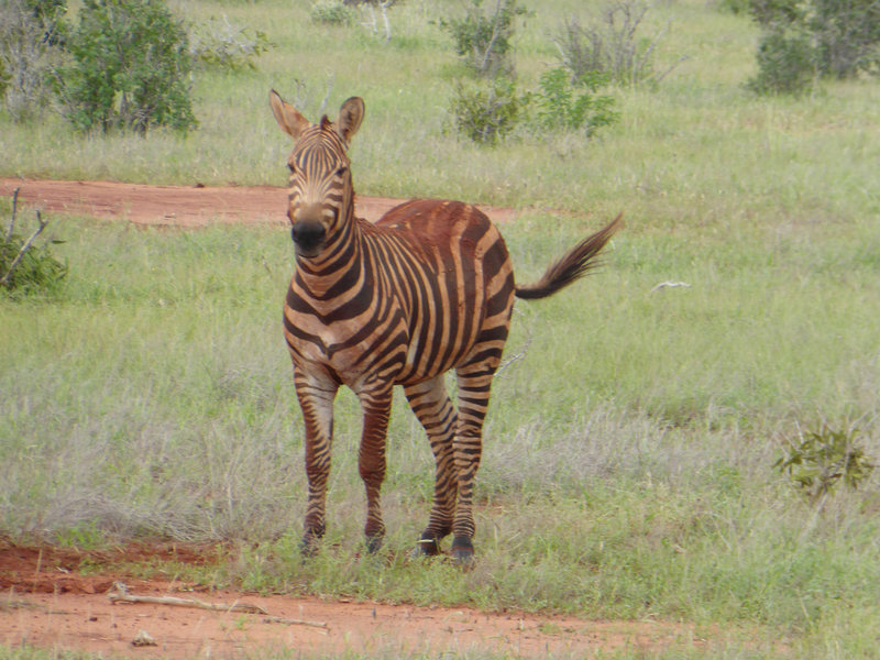Tsavo Abenteuer 4